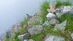 雷鳥001.jpg